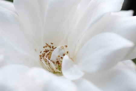 close up of white flowerの写真素材