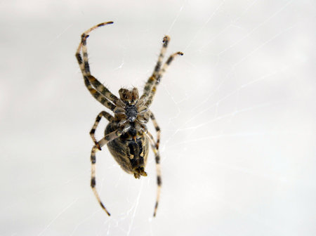 close-up of spider waiting for bug