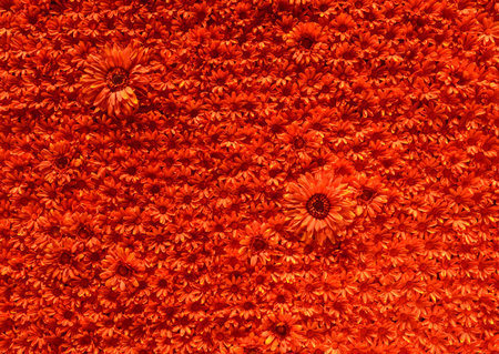 close up shot of red flower backgroundの写真素材