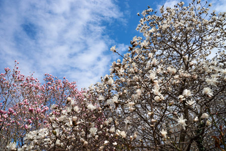 The branches of a blossoming tree in the park at Brooklyn, New York City.のeditorial素材