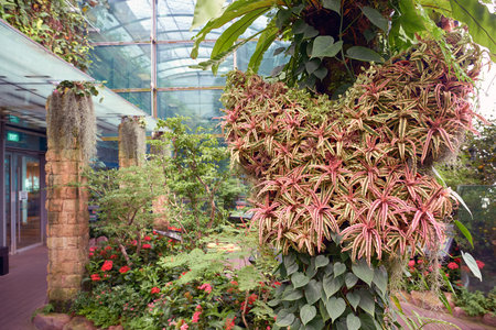 SINGAPORE - CIRCA NOVEMBER, 2015: inside Butterfly Garden at Changi Airport Terminal 3.のeditorial素材