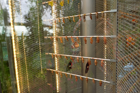 SINGAPORE - CIRCA NOVEMBER, 2015: inside Butterfly Garden at Changi Airport Terminal 3.のeditorial素材