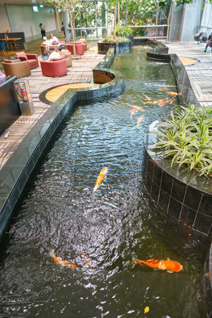 SINGAPORE - CIRCA APRIL, 2019: Koi Pond in Singapore Changi Airport, Terminal 3.のeditorial素材