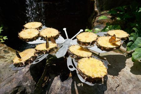 SINGAPORE - CIRCA APRIL, 2019: interior shot of Butterfly Garden in Changi International Airport.のeditorial素材