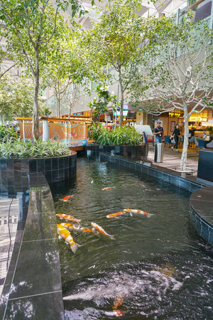 SINGAPORE - CIRCA APRIL, 2019: Koi Pond in Singapore Changi Airport, Terminal 3.のeditorial素材