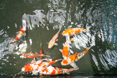 SINGAPORE - CIRCA APRIL, 2019: close up shot of Koi Pond in Singapore Changi Airport.のeditorial素材