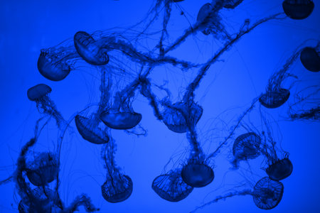 Jellyfish in an aquarium exhibit. May be use like backgroundの写真素材