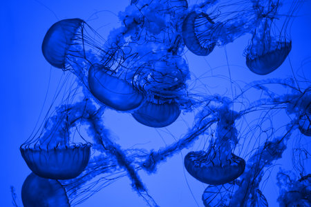 Jellyfish in an aquarium exhibit. May be use like backgroundの写真素材