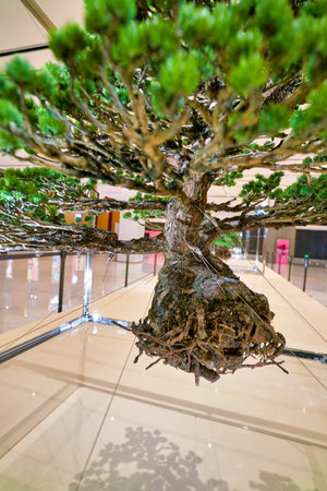 SHENZHEN, CHINA - APRIL 15, 2019: a green bush on display at MixC Shenzhen Bay shopping mall.のeditorial素材