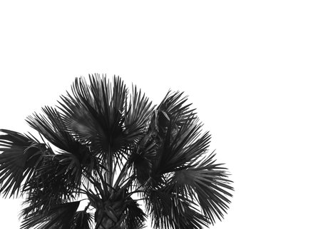 Palm Close-up photo with copy spaceの写真素材