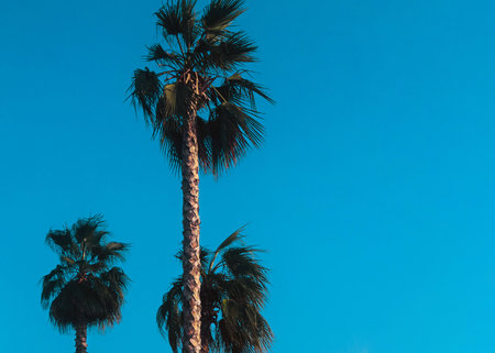 Palm Photo with copy spaceの写真素材