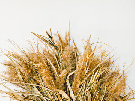 Dry plants Close up photo for posters and banners Dried field flowers with leaves on white backgroundの写真素材
