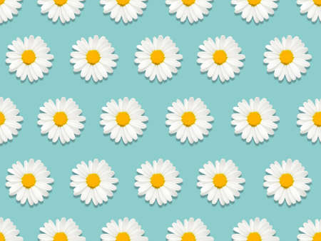 Chamomile flowers seamless pattern Top view photo Many daisy flowers on light blue background