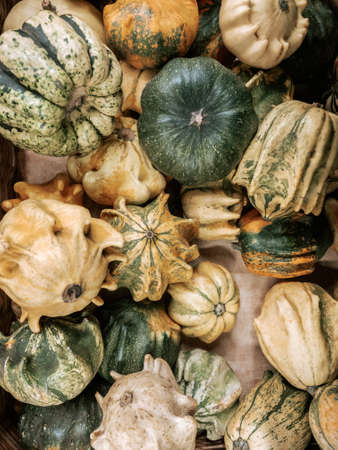 Top view photo with autumn pumpkins harvest. Diverse assortment of mini pumpkins on market counterの写真素材