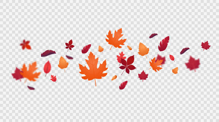Autumn falling leaves on transparent background. Vector illustration.のイラスト素材