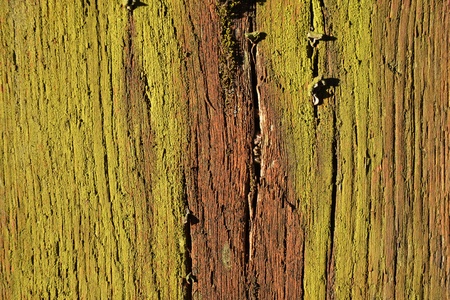 Old mossy wood, with cracksの写真素材