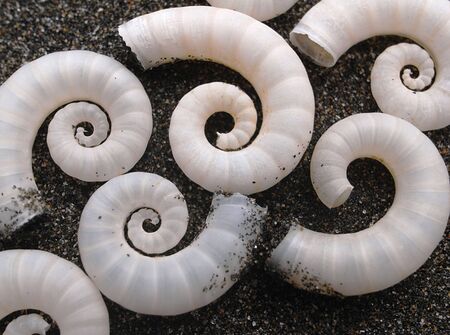 Spiral sea shellsの写真素材