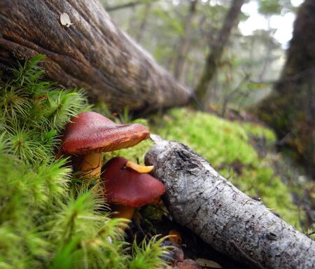 Brown mushrooms in mossの写真素材