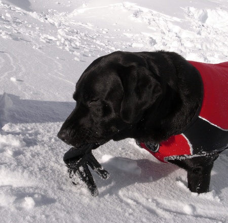 Avalanche dog with gloveの写真素材