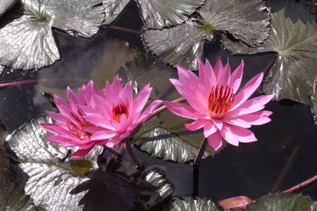 Lotus flowers, threeの写真素材
