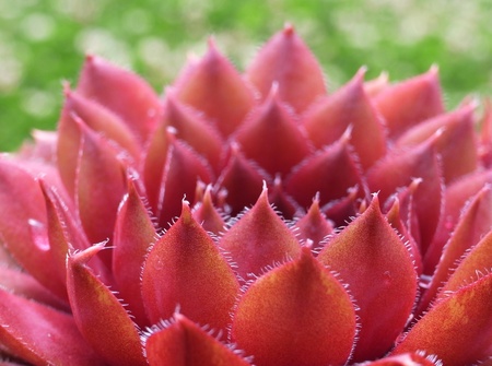 Thousand petal lotusの写真素材