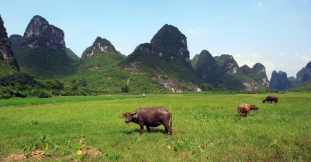 Pointy hills and cowsの写真素材