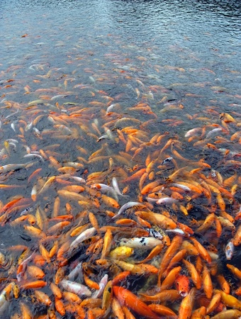 Fish flock backgroundの写真素材