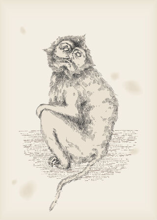 monkey drawing のイラスト素材