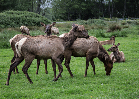 Elk  Herd in California Near Orickの写真素材