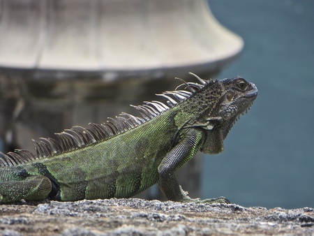 Iguana In Puerto Ricoの写真素材