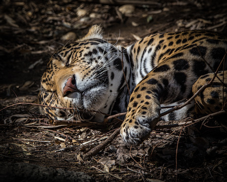 Sleeping Jaguarの写真素材