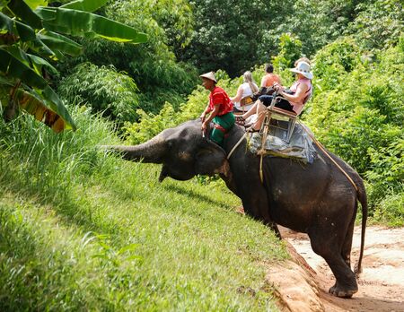 Elephant rides in Phuket, Thailand.のeditorial素材