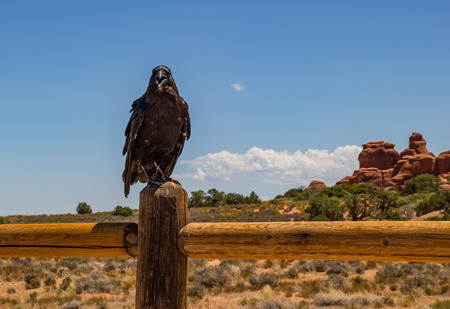 Raven on a Fence, Arches National Park, Utahの写真素材