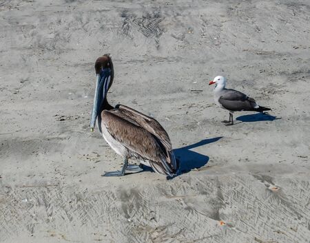 Shore Birds on Mazatlan Beach, Mexicoの写真素材