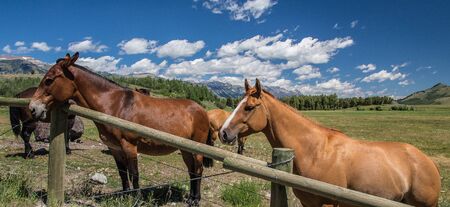 Horses, Grand Tetons National Park, Wyomingの写真素材