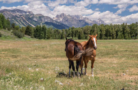 Horses, Grand Tetons National Park, Wyomingの写真素材