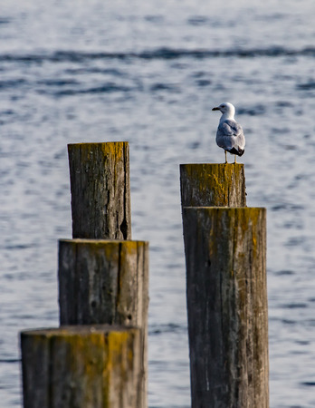 Lake Coeur d'Alene shore bird.のeditorial素材