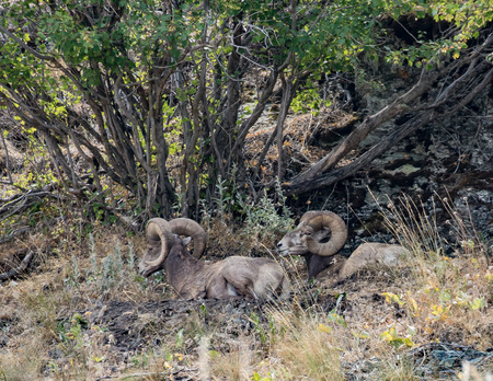 Bighorn Sheepの写真素材