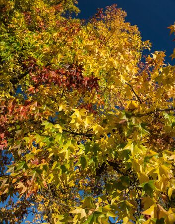 Fall Colorsの写真素材