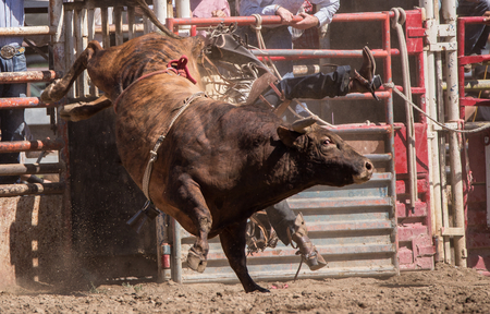 Bull Rider, Cottonwood Rodeo , California.のeditorial素材
