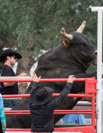 Rodeo action at the Cottonwood Rodeo in Cottonwood, California on May 8th, 2016.のeditorial素材