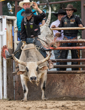 Rodeo action at the Cottonwood Rodeo in Cottonwood, California on May 8th, 2016.のeditorial素材