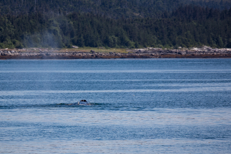 Humpback whales near Juneau, Alaska.の写真素材