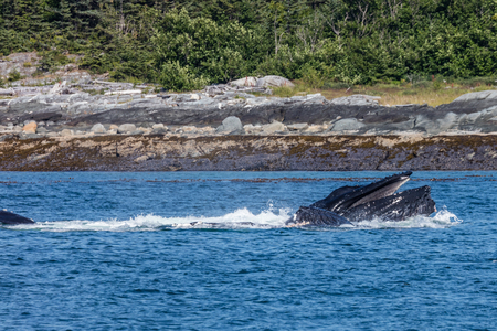 Humpbacks near Admiralty Island, Alaska.の写真素材