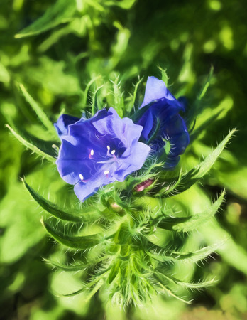 Flowers in Sitka, Alaska.