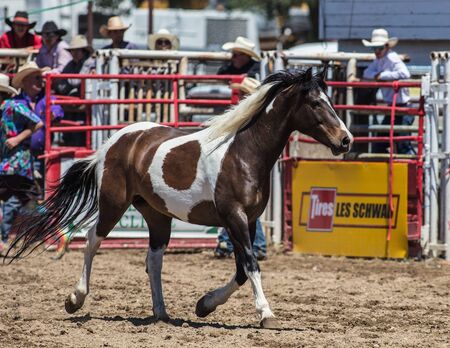 Saddle Bronc Horse at the Cottonwood Rodeo in northern California.のeditorial素材