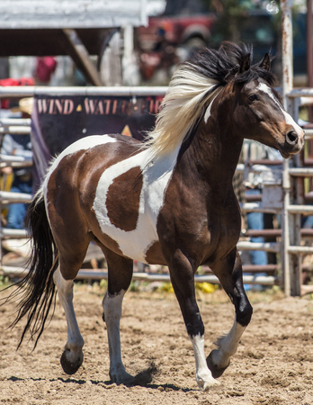 Saddle Bronc Horse at the Cottonwood Rodeo in northern California.のeditorial素材
