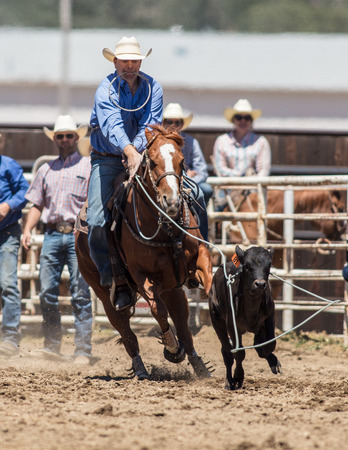 Calf roping action at the Cottonwood Rodeo in California.