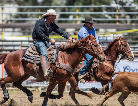 Steer Wrestling  action at the Cottonwood Rodeo in California.のeditorial素材