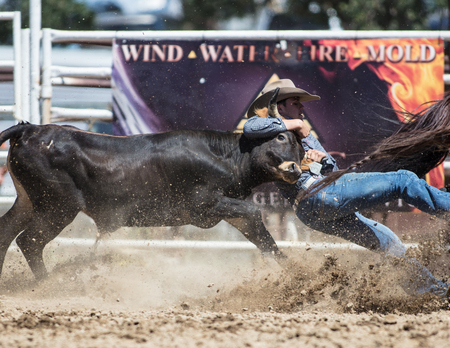 Steer Wrestling  action at the Cottonwood Rodeo in California.のeditorial素材